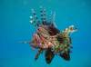 lionfish2_small.jpg